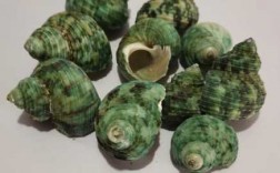 海螺墨绿色塑钢材料（海螺墨绿色塑钢材料有哪些）